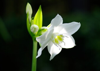 Fototapeta premium アマゾンユリ