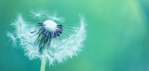 Abwaschbare Fototapete Artistic nature closeup, abstract dandelion macro, sunny soft blue green blurred background. Banner nature with beautiful light. Idyllic and relaxing floral. Springtime dandelion with soft sunlight  © icemanphotos