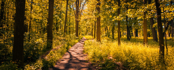 Idyllic autumn forest meadow landscape, beautiful calming nature freedom, hiking adventure scene. Trees and soft sunlight, pathway, mysterious forest trail. Autumn forest nature panorama
