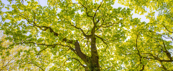 Fototapeta premium Tall tree in the forest in warm sunlight. Spring summer green forest trees. nature greenery wood sunlight banner. Ecology landscape, blue sky sunny trunk, dramatic old tree from low point of view