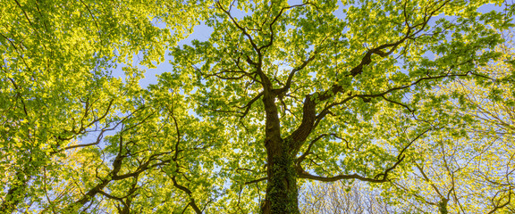 Tall tree in the forest in warm sunlight. Spring summer green forest trees. nature greenery wood sunlight banner. Ecology landscape, blue sky sunny trunk, dramatic old tree from low point of view