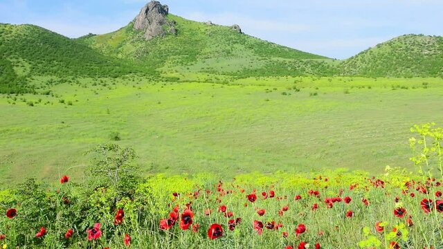 Field of poppy flowers in foothill at Georgia static camera long blank space shot.