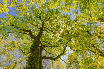 Tall tree in the forest in warm sunlight. Spring summer green forest trees. nature greenery wood sunlight banner. Ecology landscape, blue sky sunny trunk, dramatic old tree from low point of view