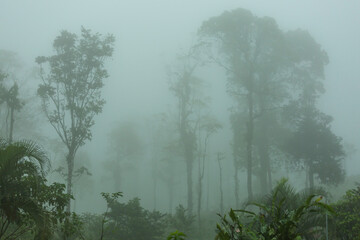 Obraz na płótnie Canvas Fog in jungle