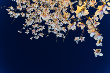 Magnolia flowers and sky at night