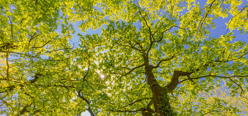 Tall tree in the forest in warm sunlight. Spring summer green forest trees. nature greenery wood sunlight banner. Ecology landscape, blue sky sunny trunk, dramatic old tree from low point of view