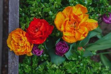 Vivid orangeVivid orange red colored tulip flowers among leaves. Beauty in nature, springtime concept. Overhead, closeup