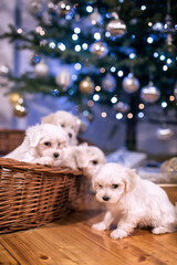 Malteser puppies under Christmass tree