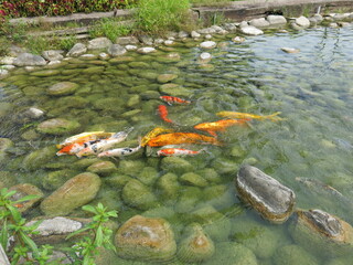 green water lily and colorful Cyprinus carpio are swimming in the koi pound  design for Aisa gardening design style