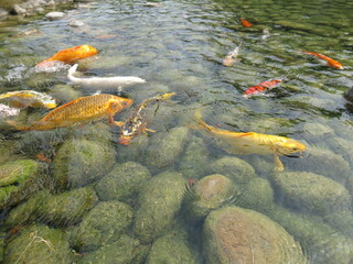 green water lily and colorful Cyprinus carpio are swimming in the koi pound  design for Aisa...