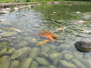 green water lily and colorful Cyprinus carpio are swimming in the koi pound  design for Aisa gardening design style