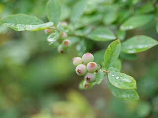 ブルーベリーの実