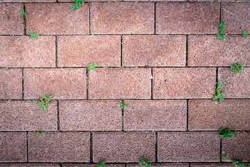 Red brick with small green tree growth on floor, cover by grass and plants, natural texture...