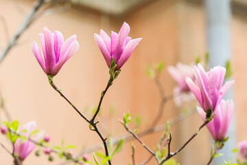 Blossoming magnolia tree outdoors, closeup