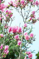 Blooming magnolia tree on sky background