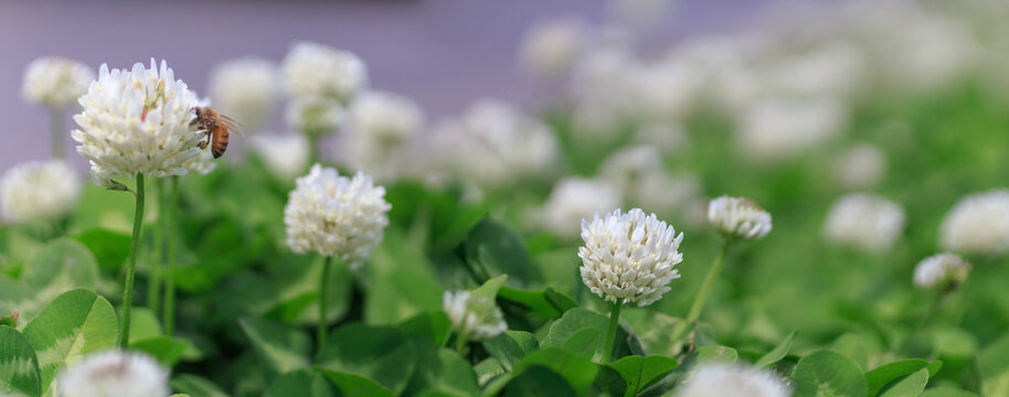 Panoramic view of white clover flowers	