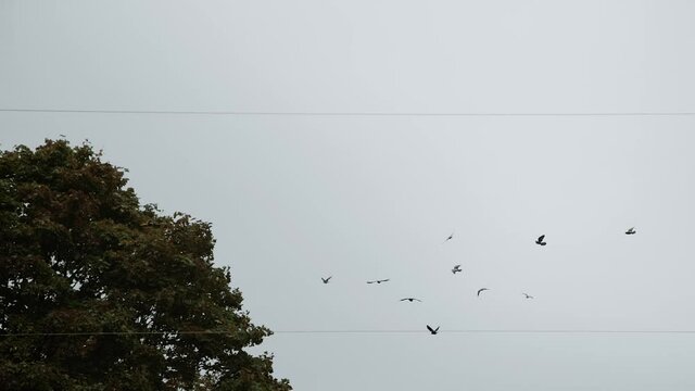 Large flock of pigeons flies against the background of gray sky and wires. Branches of green tree sway in the wind. Birds fly away and there is no one.