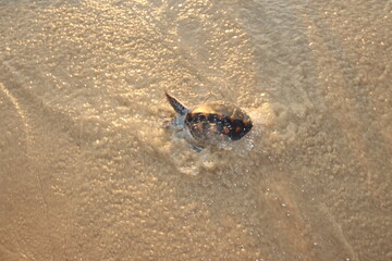 Little sea turtle on the beach.
