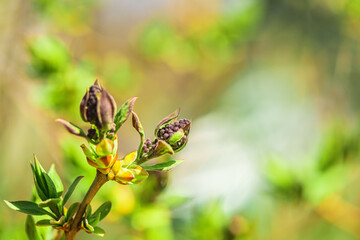 spring background. branch plants, fresh leaves and buds