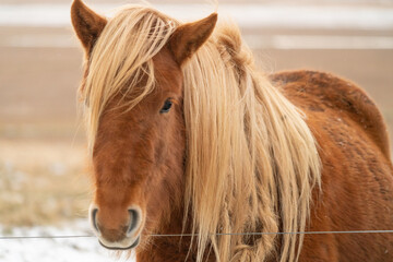 Icelandic horse portrait