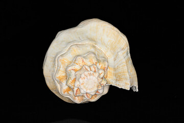 Amazing sea shell shape.