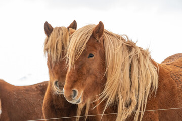 Icelandic horse portrait