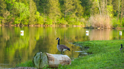 Gaggle of geese with baby goslings in Arkansas