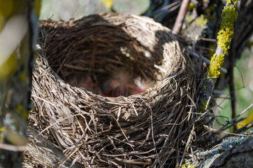 Only blackbird chicks hatched from the egg in the nest