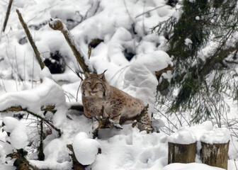 lynx looks at visitors, animal sits on snow on a wooden block, Gauja National Park, Ligatne, Latvia © ANDA