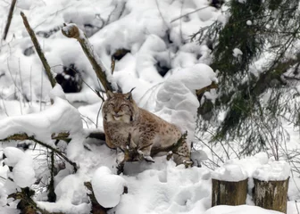 Gordijnen lynx looks at visitors, animal sits on snow on a wooden block, Gauja National Park, Ligatne, Latvia © ANDA