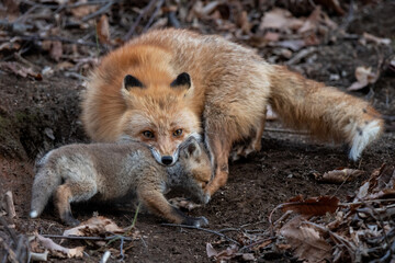 キタキツネの親子