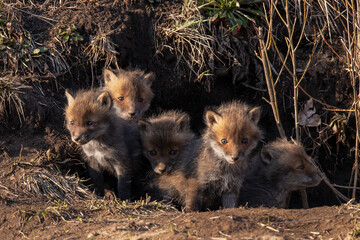 キタキツネの子供