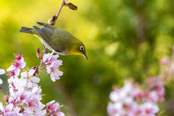 桜の花の蜜を吸うメジロ