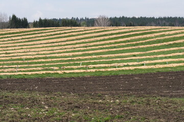 large blueberry plantation in spring, rows of plants are covered with sawdust