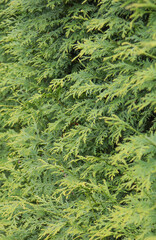 Green hedge of thuja trees. Green hedge of the tui tree. Nature, background.