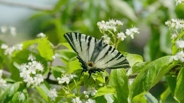 Swallowtail butterfly on a flowering fruit tree.
