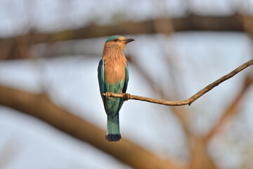 Indian Roller bird