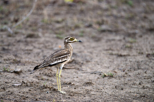 Eurasian Stone Curlew