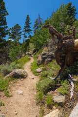Bierstadt Lake Trail with blue sky and mountains in background in Rocky Mountain National Park, Colorado
