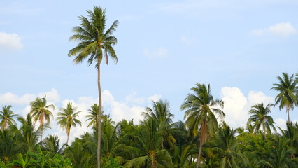 Obraz premium Coconut trees in the garden with blue sky as background.