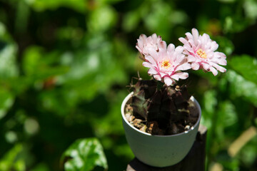 tree flower of cactus in a pot