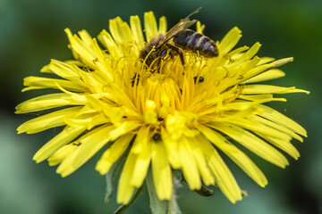 bee on yellow flower
