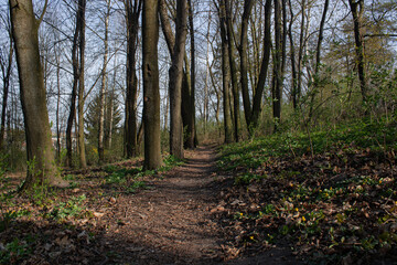 Fototapeta premium trail in the spring forest 