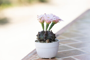 tree flower of cactus in a pot