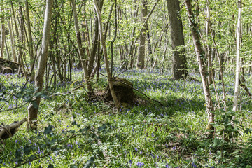 flowers in the grass
