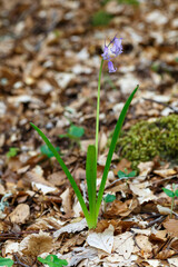 Hyacinthoides non-scripta. Wild hyacinth with flowers in a beech forest.
