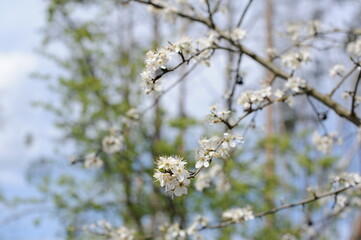 A wild cherry tree flowers in bloom and blosom on a sunny day in spring in a forest