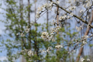 A wild cherry tree flowers in bloom and blosom on a sunny day in spring in a forest