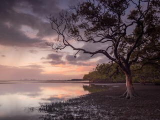 Beautiful Seaside Sunrise with Cloud Reflections and Mangroves