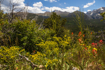 Wildflowers with Rocky Mountains mountain range in background 